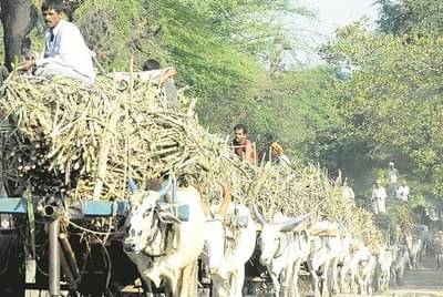 कोल्हापूरच्या शेतकऱ्यांवर दुहेरी संकट