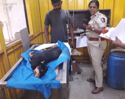 4 नराधमांचा कुत्र्यावर गँगरेप, उपचारादरम्यान कुत्र्याचा मृत्यू