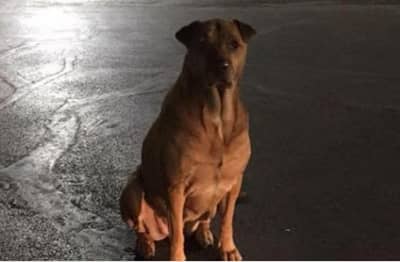 मुंबईत विकृतीचा कळस, चौघांचा कुत्र्यावर गँगरेप