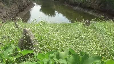 परभणीतील दुष्काळग्रस्त पान्हेरा जलयुक्त