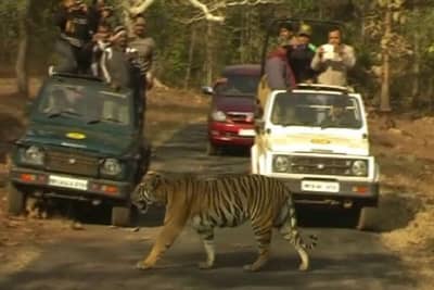 ताडोबात आता मोबाईलवर बंदी