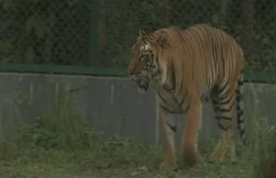 मध्यरात्री शार्प शूटरचा नेम बसला, नरभक्षक वाघिणी ठार झाली!