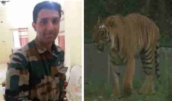 वाघिणीला ठार करणाऱ्या शार्प शूटरची धारदार प्रतिक्रिया