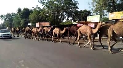 हैदराबादला कत्तलीसाठी नेत असलेल्या 57 उंटांना अकोल्यात जीवदान