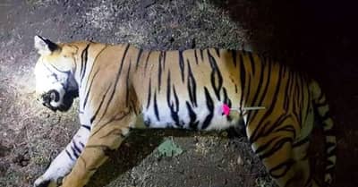 अवनी वाघीण आठवड्याभरापासून उपाशी होती, बछड्यांचाही भूकबळी?