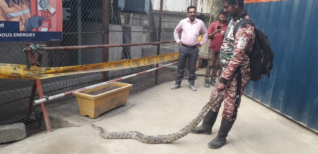 मुंबईतील वांद्रे परिसरात 24 तासात दोन अजगर सापडले! - Marathi News | Two ...