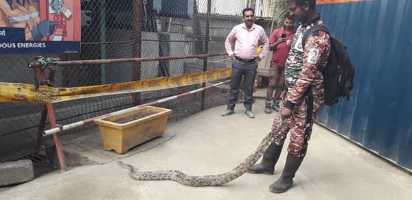मुंबईतील वांद्रे परिसरात 24 तासात दोन अजगर सापडले!