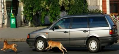 धावत्या गाडीमागे कुत्रे का लागतात?
