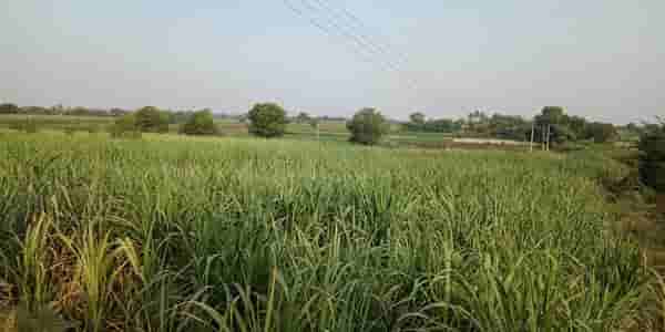 वैद्यनाथ कारखान्याच्या पाण्याचा शेतीला फायदाच, व्हिडीओतून दावा
