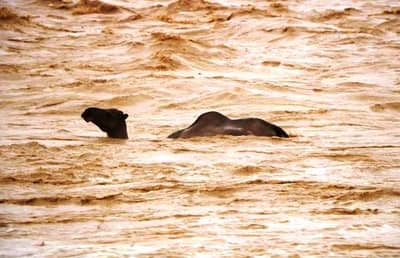 चक्क वाळवंटात महाप्रलय, उंटही वाहून गेले, जनजीवन विस्कळीत