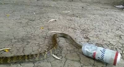 कॅनमध्ये अडकलेल्या सापाची पिंपरी चिंचवडमध्ये सुखरुप सुटका