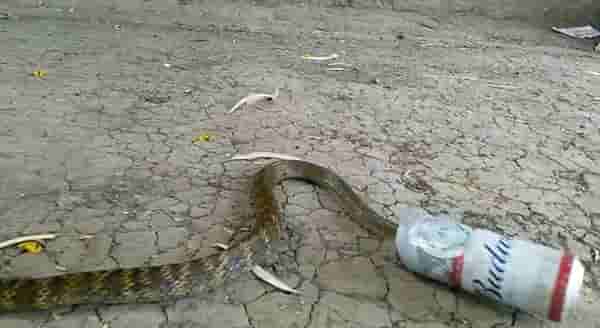 कॅनमध्ये अडकलेल्या सापाची पिंपरी चिंचवडमध्ये सुखरुप सुटका