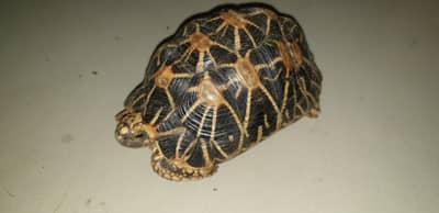 नवी मुंबईत स्टार जातीच्या 293 कासवांची तस्करी रोखण्यात यश