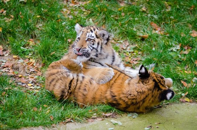 अवनी वाघिणीच्या बछड्यांकडून घोड्याची शिकार अवनी वाघिणीच्या बछड्यांकडून घोड्याची शिकार