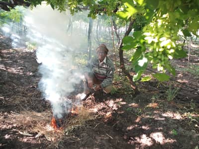 गारठलेल्या द्राक्षांना उब देण्यासाठी शेकोट्या पेटवल्या!