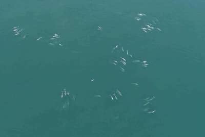 गुहागरच्या समुद्रात 200 हून अधिक डॉल्फिन