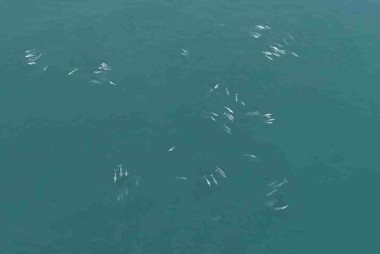 गुहागरच्या समुद्रात 200 हून अधिक डॉल्फिन