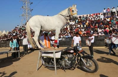 बुलेटवर चारपायी, त्यावर घोड्याचा डान्स