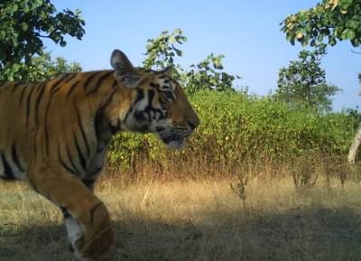 तंत्र-मंत्रासाठी वाघाच्या अवयवाची मागणी, मेळघाटात शिकारी टोळ्या अटकेत