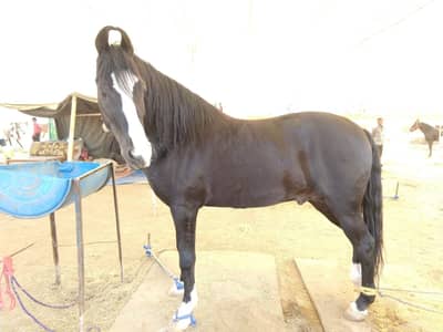 सारंगखेड्याच्या घोडेबाजारातील कोट्यवधींचे चेतक आणि सुलतान