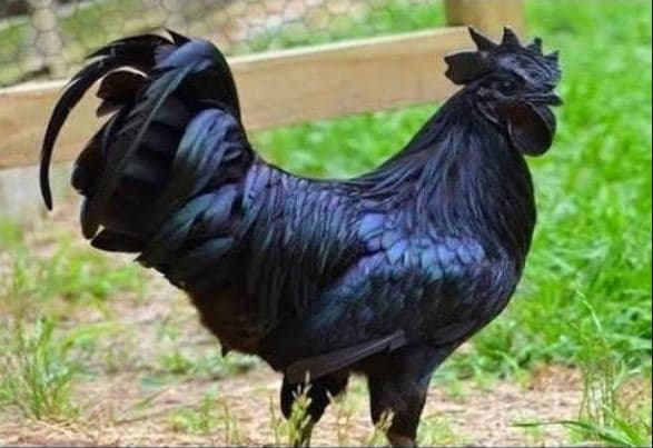 31 डिसेंबरला कडकनाथ कोंबडीवर ताव