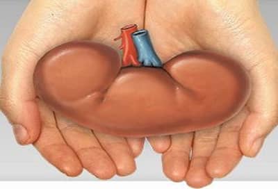 महिला पोटदुखीच्या उपचारासाठी गेली, डॉक्टरांनी किडनी काढून घेतली?