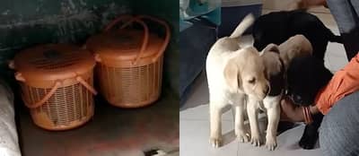 VIDEO : बसच्या डिक्कीतून कुत्र्याच्या पिल्लांची अवैध वाहतूक