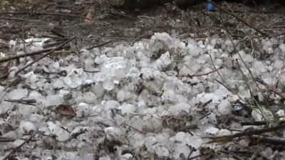 गारपिटीत पपईची 400 झाडं जमीनदोस्त, सरकारकडून नुकसानभरपाई तब्बल एक हजार रुपये