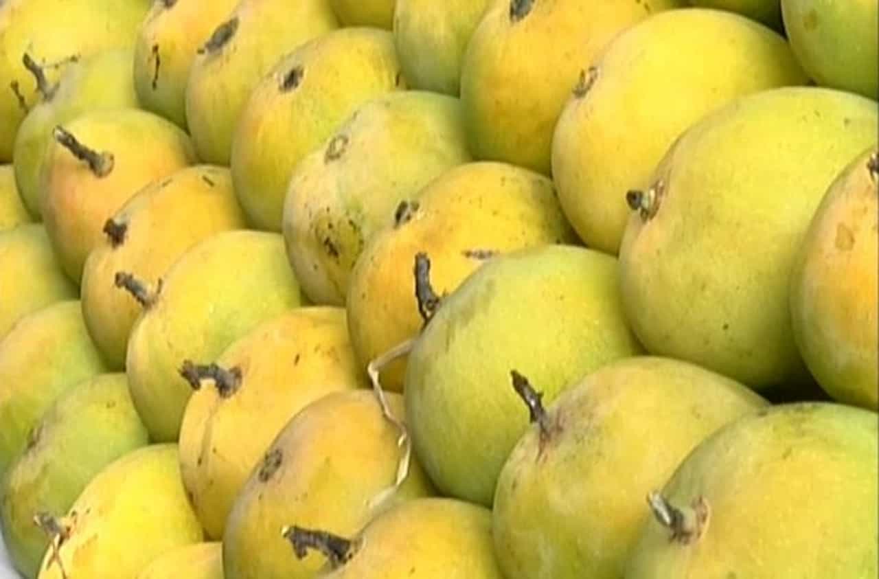 हापूस प्रेमींसाठी चिंतेची बातमी, लांबलेल्या पावसाने यंदा हापूसची चव चाखायला वाट पहावी लागणार