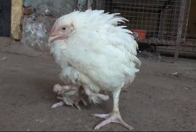 कराडमध्ये चार पायाची कोंबडी सापडली!