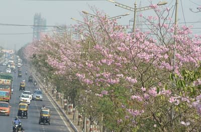 पूर्व द्रुतगती मार्गावर बसंत रानीला बहर, पाहा फोटो