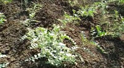 ऊस शेतीला पर्याय सापडला!