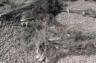 नांदूर मधमेश्वर पक्षी अभयारण्यात माशांच्या जाळ्यात अडकून 18 पक्षांचा मृत्यू