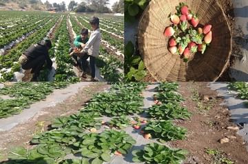 महाराष्ट्रात फक्त महाबळेश्वरच नाही, या जिल्ह्यातही स्ट्रॉबेरीचं भरघोस उत्पादन होतं!
