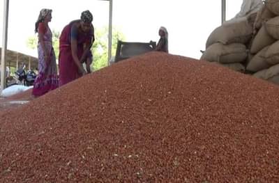 शेतकऱ्यांवर नवे संकट, 8 हजार 856 क्विंटल तुरीला शून्य किंमत