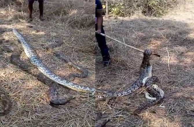 रत्नागिरीत 7 अजगरांची एकाच ठिकाणी हत्या कशासाठी?