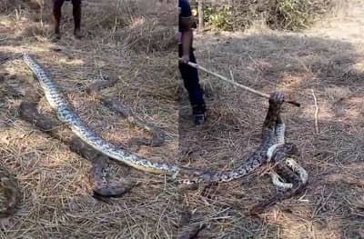 रत्नागिरीत 7 अजगरांची एकाच ठिकाणी हत्या कशासाठी?