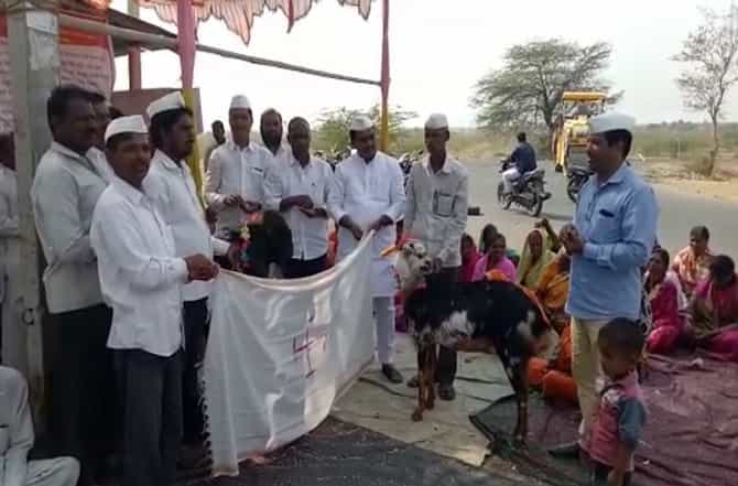 बारामतीत बोकड - शेळीचं लग्न, आहेर सरकारला देणार