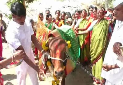 गायीचं डोहाळे जेवण, संपूर्ण गावाला आणि नातेवाईकांना पत्रिका छापून निमंत्रण