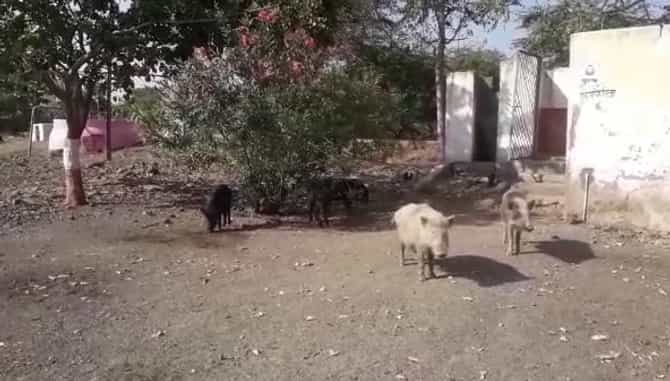 शाळेत डुकरांचा धुडगूस, डिजीटल शाळा नेमक्या आहेत कुठे?