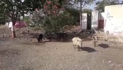 शाळेत डुकरांचा धुडगूस, डिजीटल शाळा नेमक्या आहेत कुठे?