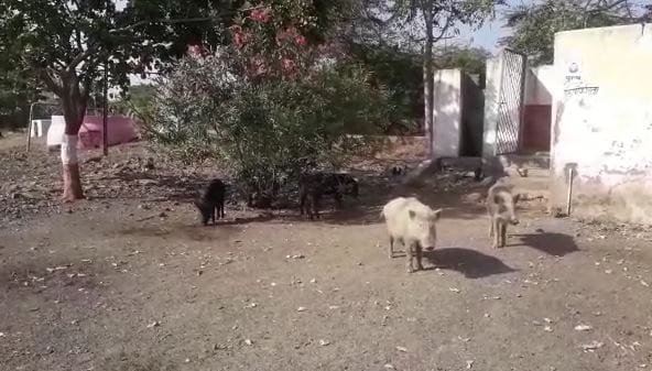 शाळेत डुकरांचा धुडगूस, डिजीटल शाळा नेमक्या आहेत कुठे? शाळेत डुकरांचा धुडगूस, डिजीटल शाळा नेमक्या आहेत कुठे?