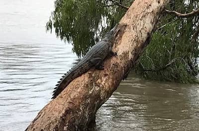 मगरी झाडावर, लोक रस्त्यावर, या देशात महापुराचा धुमाकूळ