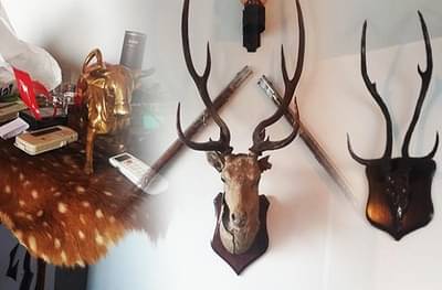 आयटी रेड : वाघाच्या कातडीनंतर आता सांबर, काळवीट, हरणाची शिंगंही जप्त