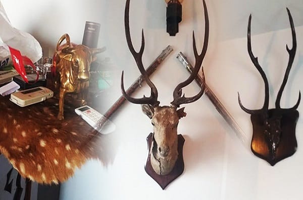 आयटी रेड : वाघाच्या कातडीनंतर आता सांबर, काळवीट, हरणाची शिंगंही जप्त आयटी रेड : वाघाच्या कातडीनंतर आता सांबर, काळवीट, हरणाची शिंगंही जप्त