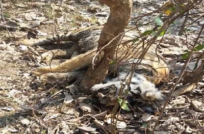 सापळा लावून वाघीण मारली, ताडोबात वाघिणीच्या शिकारीने खळबळ