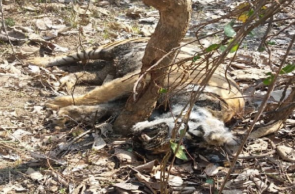 सापळा लावून वाघीण मारली, ताडोबात वाघिणीच्या शिकारीने खळबळ सापळा लावून वाघीण मारली, ताडोबात वाघिणीच्या शिकारीने खळबळ