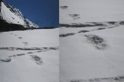 हिममानव येती खरंच जिवंत? भारतीय सैन्याकडून फोटो प्रसिद्ध