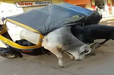 VIDEO : बैलांच्या व्हिडीओमुळे पालघर मतदारसंघात धुमाकूळ