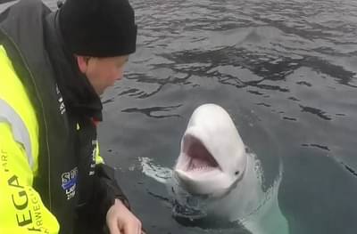 बलुगा व्हेलचा रशियाकडून हेरगिरीसाठी उपयोग?